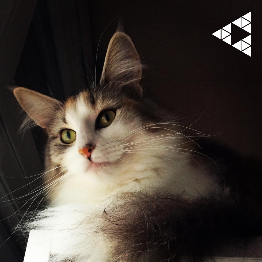 Dia mundial do animal