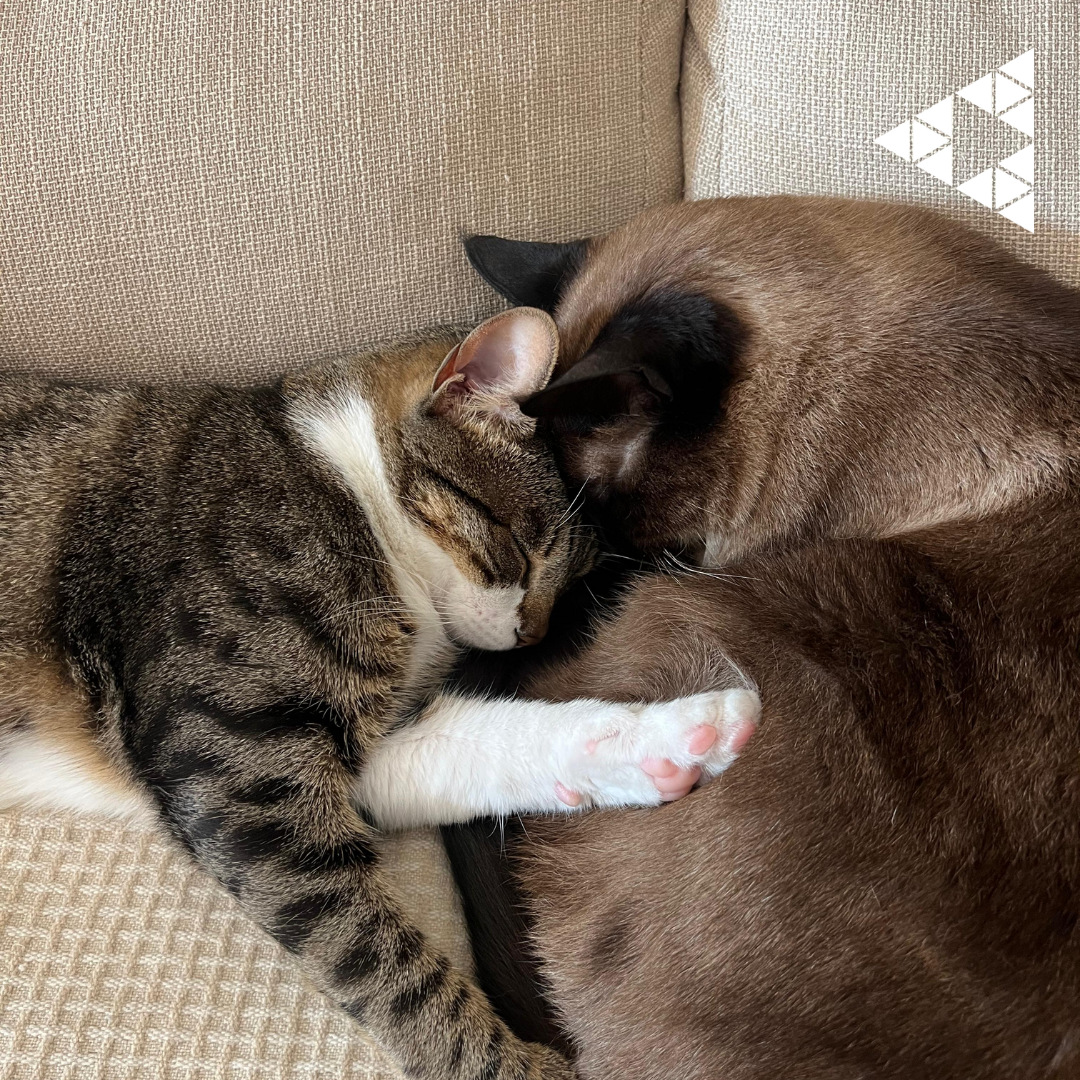 Dia mundial do animal