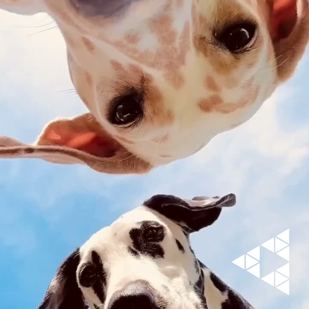 Celebrar os animais